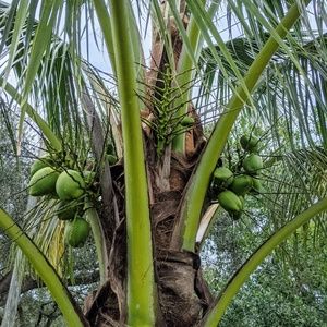 Meet your Posher, Venus